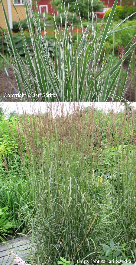 Calamagrostis x acutiflora 'Overdam'